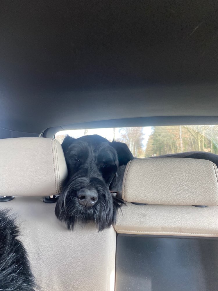 Hundetreffen-Bleckede-Profilbild