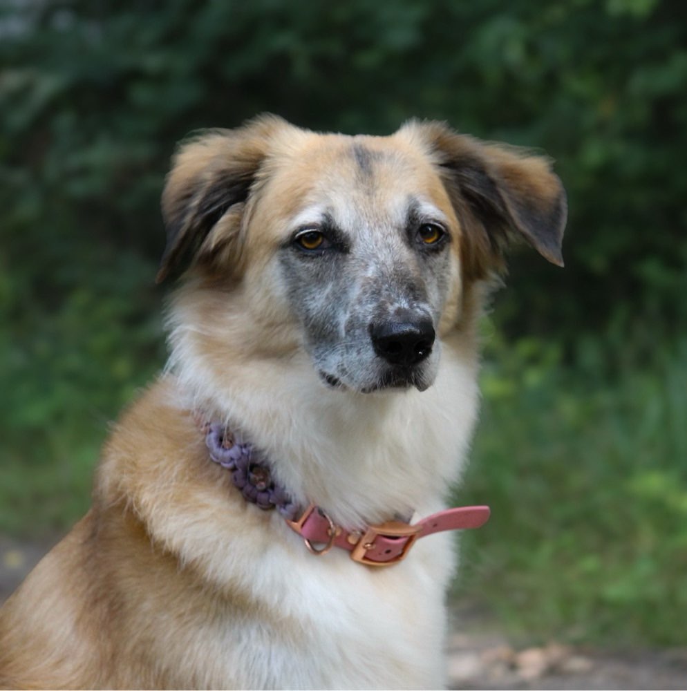 Hundetreffen-Spazieren und Bilder machen-Profilbild