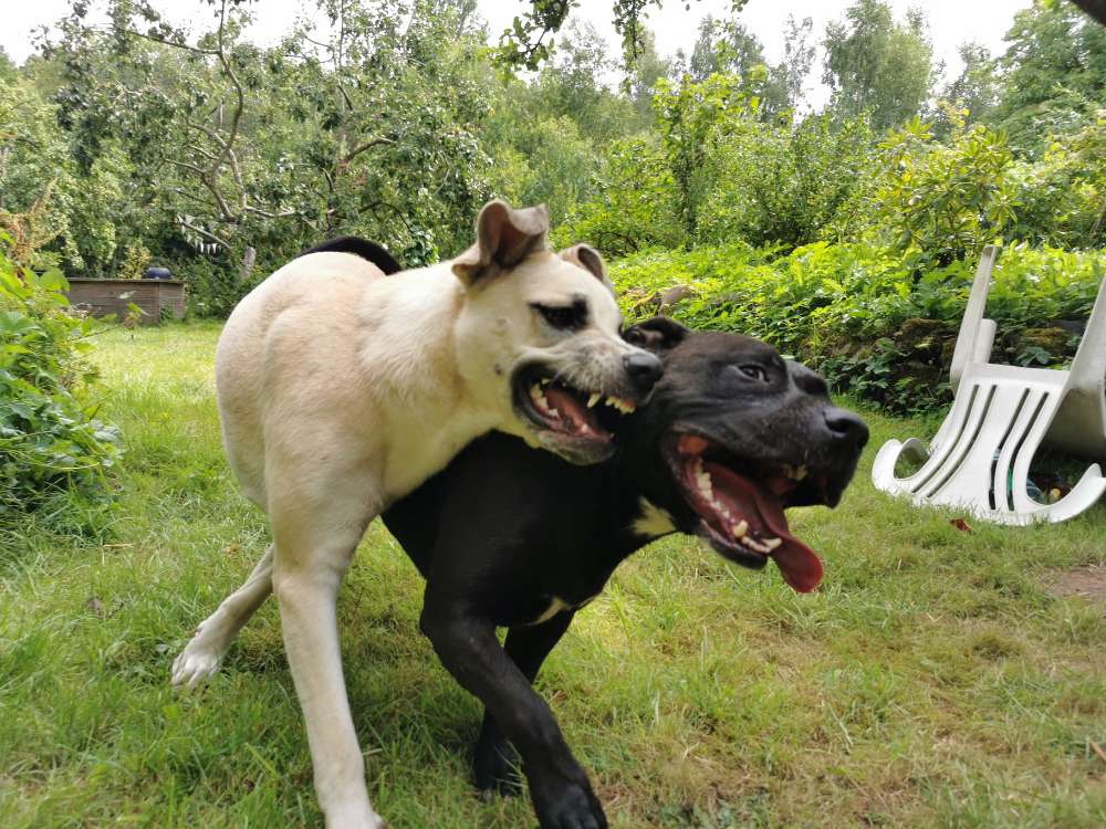 Hundetreffen-Social Walks in der Nachbarschaft-Profilbild