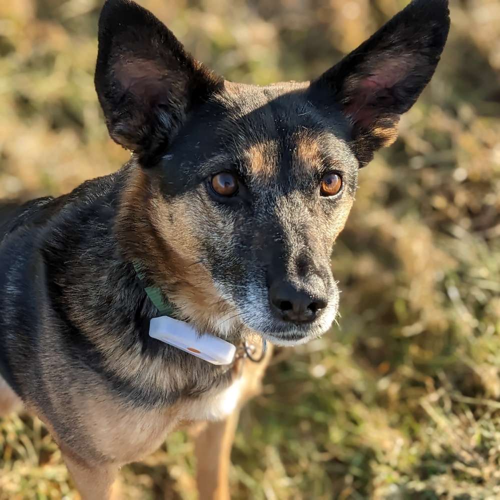 Hundetreffen-Kleine und große Spaziergänge-Profilbild