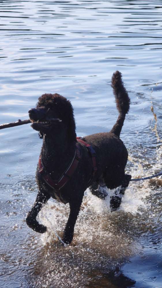Hundetreffen-Gassi Kumpel-Profilbild