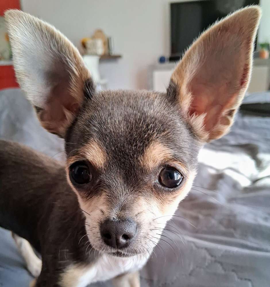 Hundetreffen-Welpentreffen-Profilbild