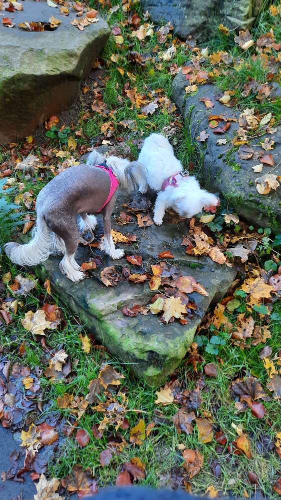 Hundetreffen-Ruhige Spaziergänge-Profilbild