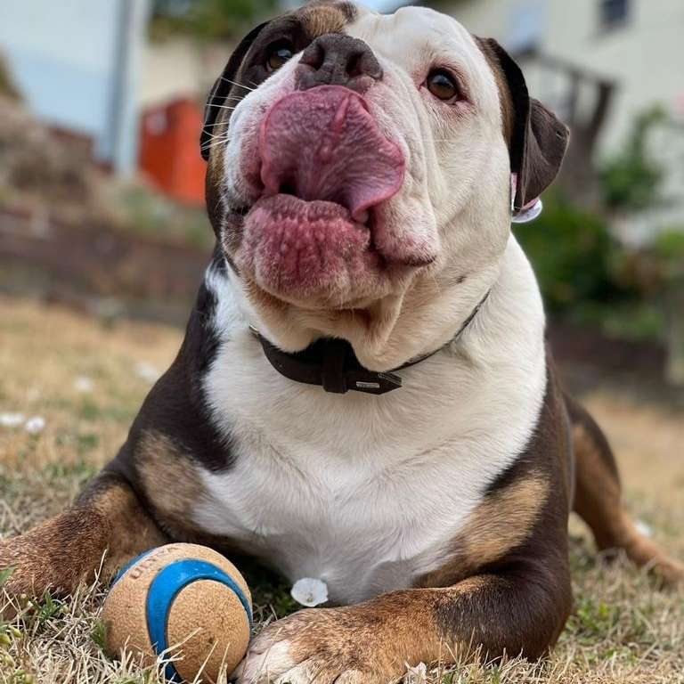 Hundetreffen-Odin suche mehr Gassi-/ Spielbuddys-Profilbild