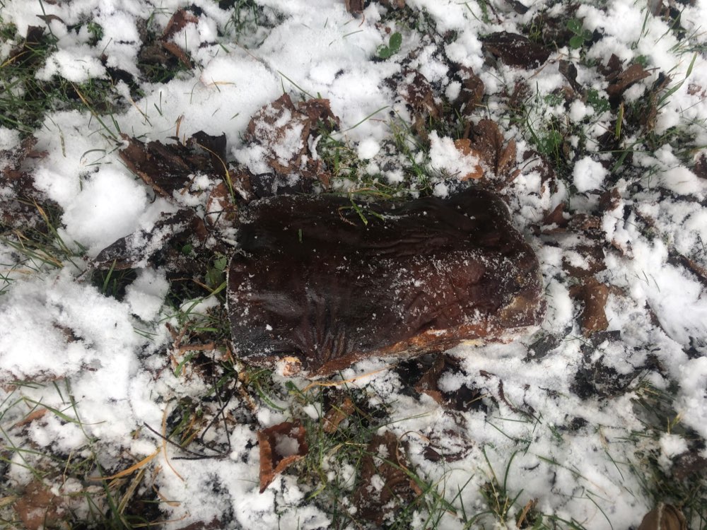 Giftköder-Mögliche Giftköder-Profilbild