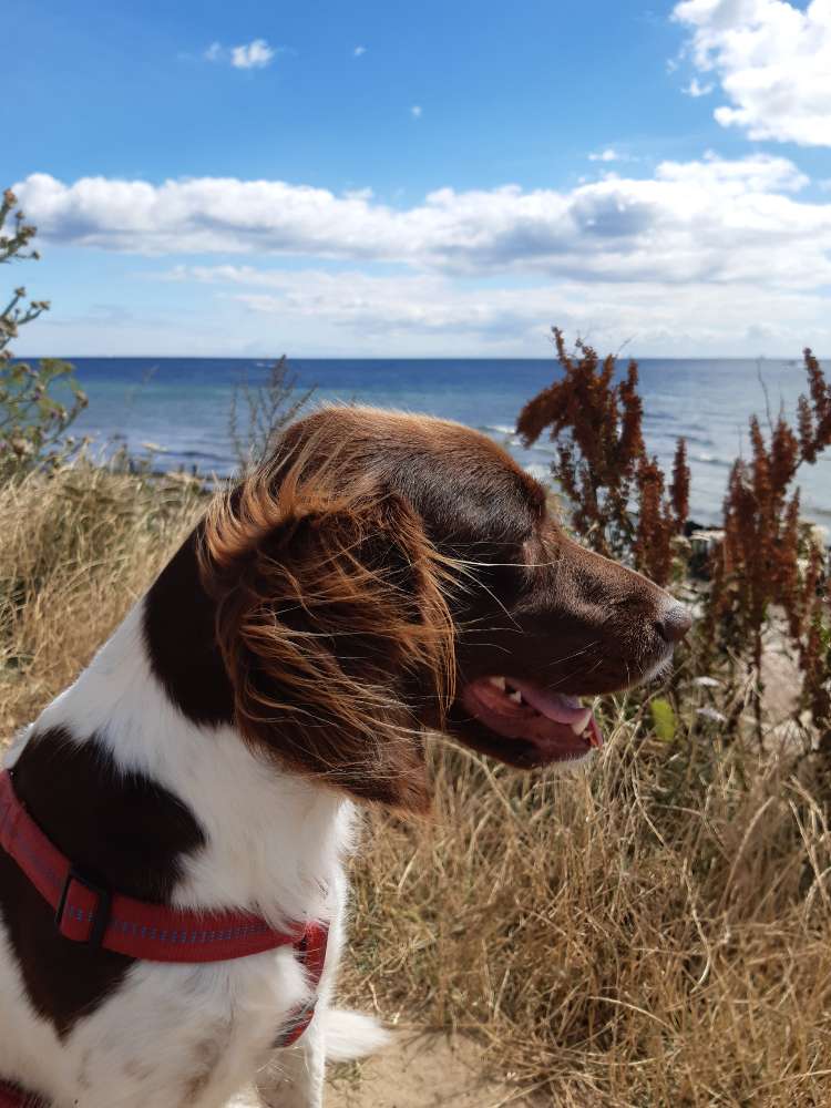Hundetreffen-Gassirunde-Profilbild