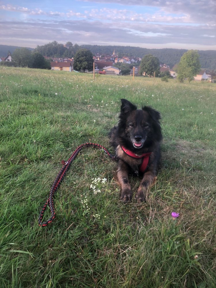 Hundetreffen-Spaziergang (ggf Training u Spiel)-Profilbild