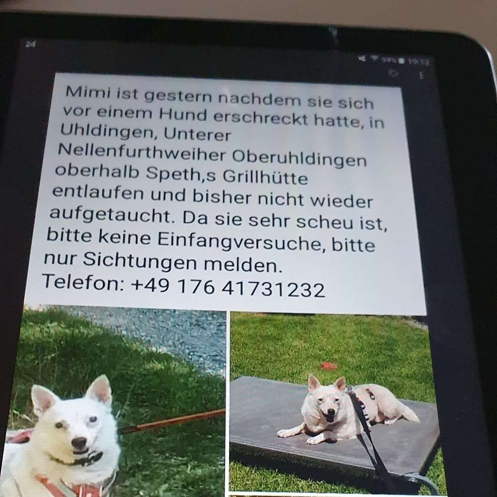 Hund Mimi wird in Verwaltungsgemeinschaft Salem vermisst! Dogorama App