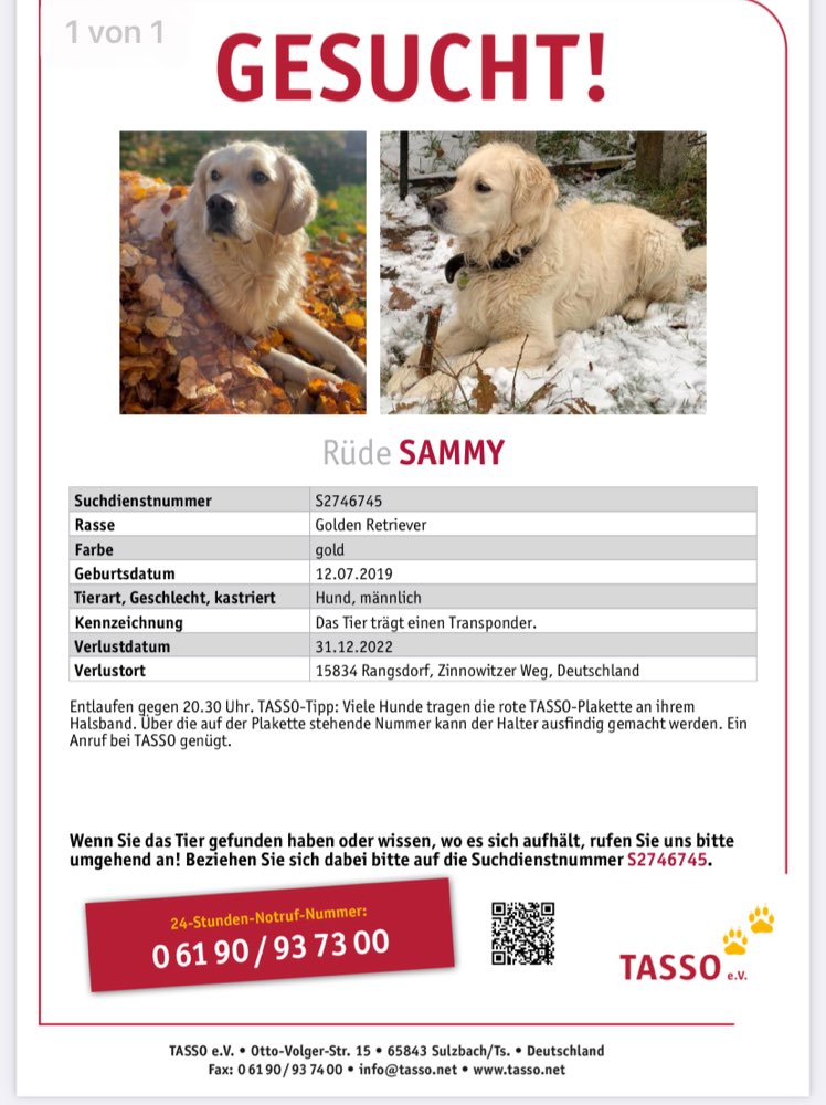 Suchmeldung-Sammy-Profilbild