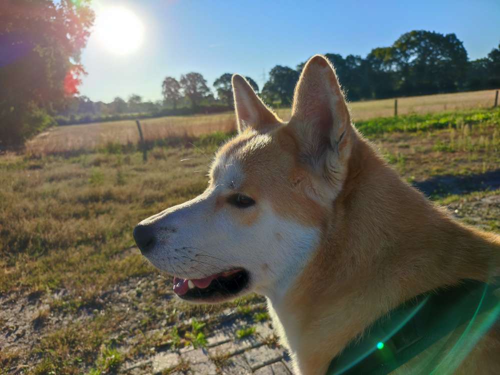 Hundetreffen-Gassi-/Traings/-Spieltreffen-Profilbild