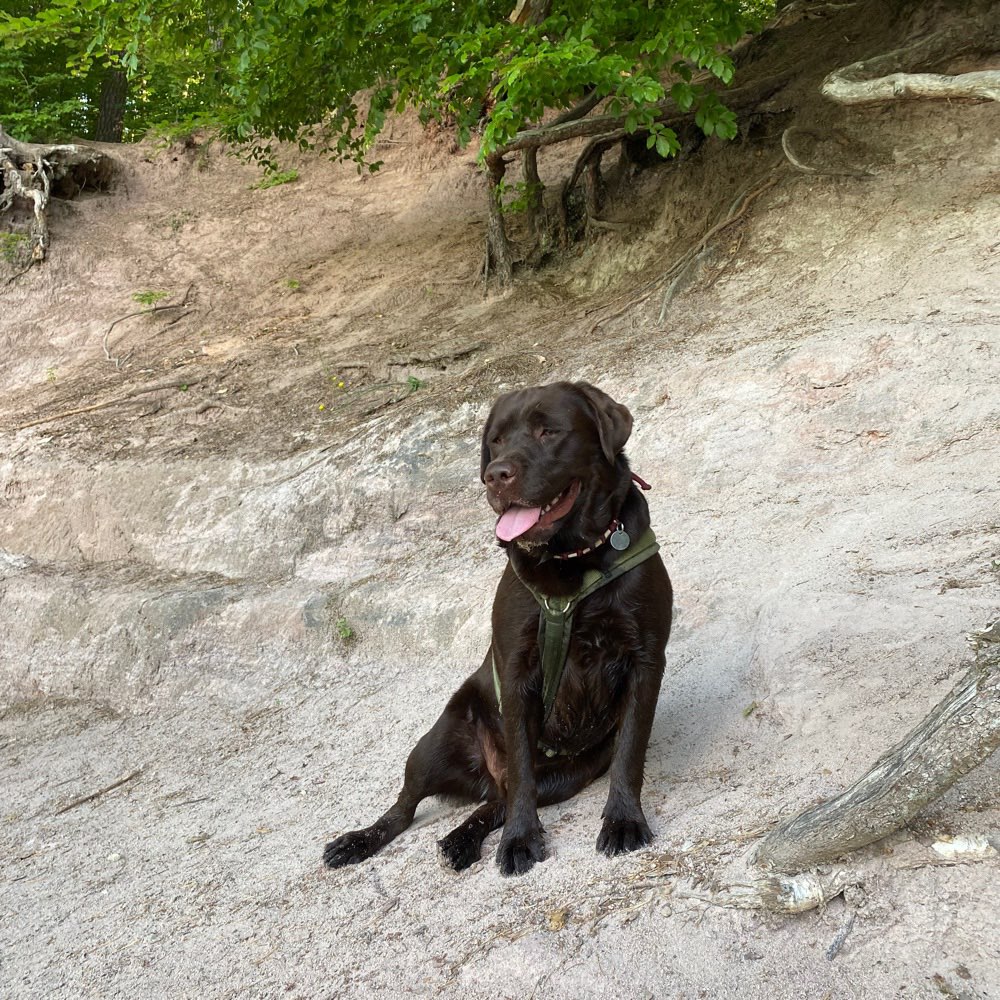 Hundetreffen-Spiel- und Gassirunde-Profilbild