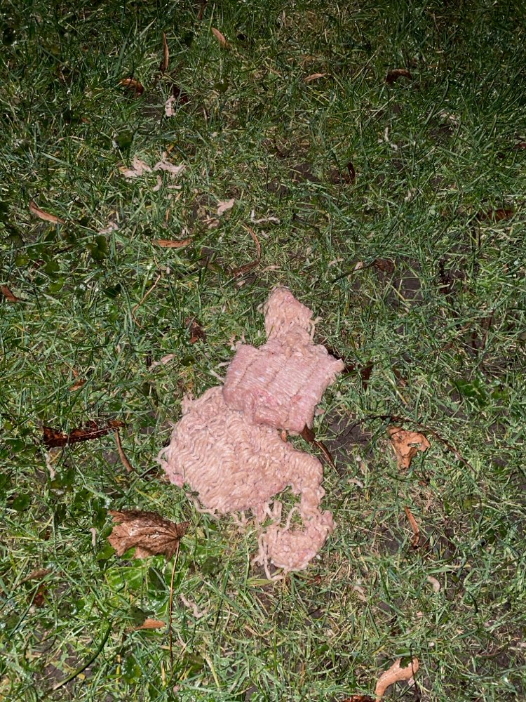 Giftköder-Seltsames Hackfleisch, möglicherweise vergiftet-Profilbild