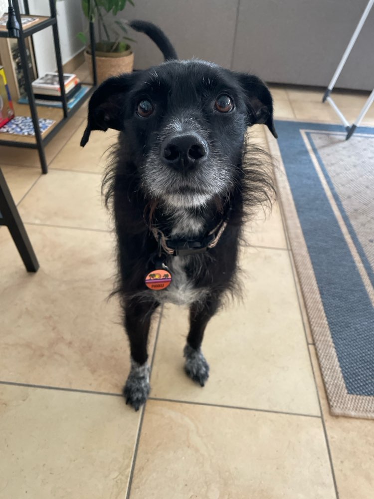 Hundetreffen-Spielpartner gesucht-Profilbild