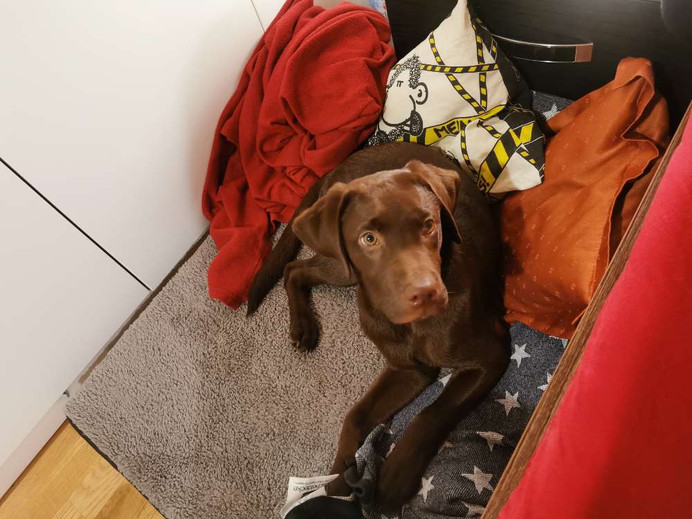 Hundetreffen-Unser Lenny sucht nach Spielkameraden in der Umgebung.-Profilbild