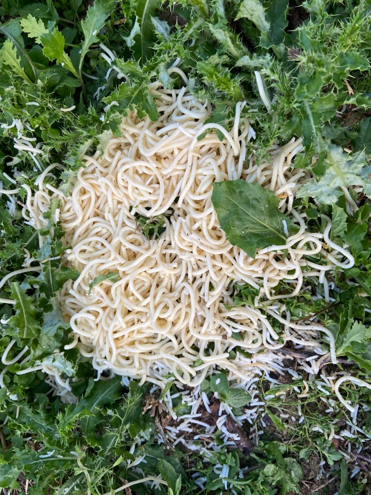 Giftköder-Nudeln mit Reis-Profilbild