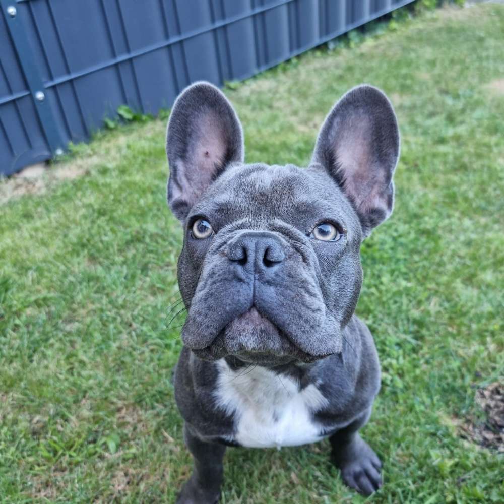 Hundetreffen-Gassitreffen für Französische Bulldoggen-Profilbild