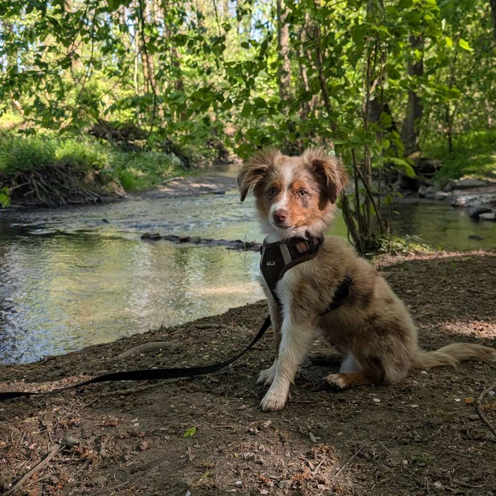 Hundetreffen-Spielkameraden für unseren Welpen-Profilbild