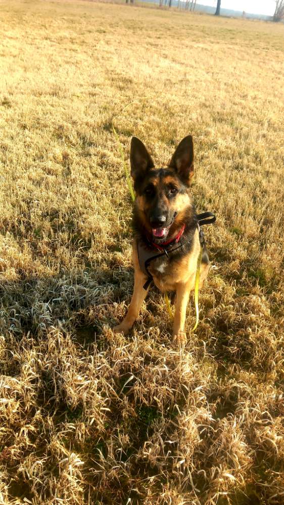 Hundetreffen-Gassipartner und Spielpartner gesucht-Profilbild