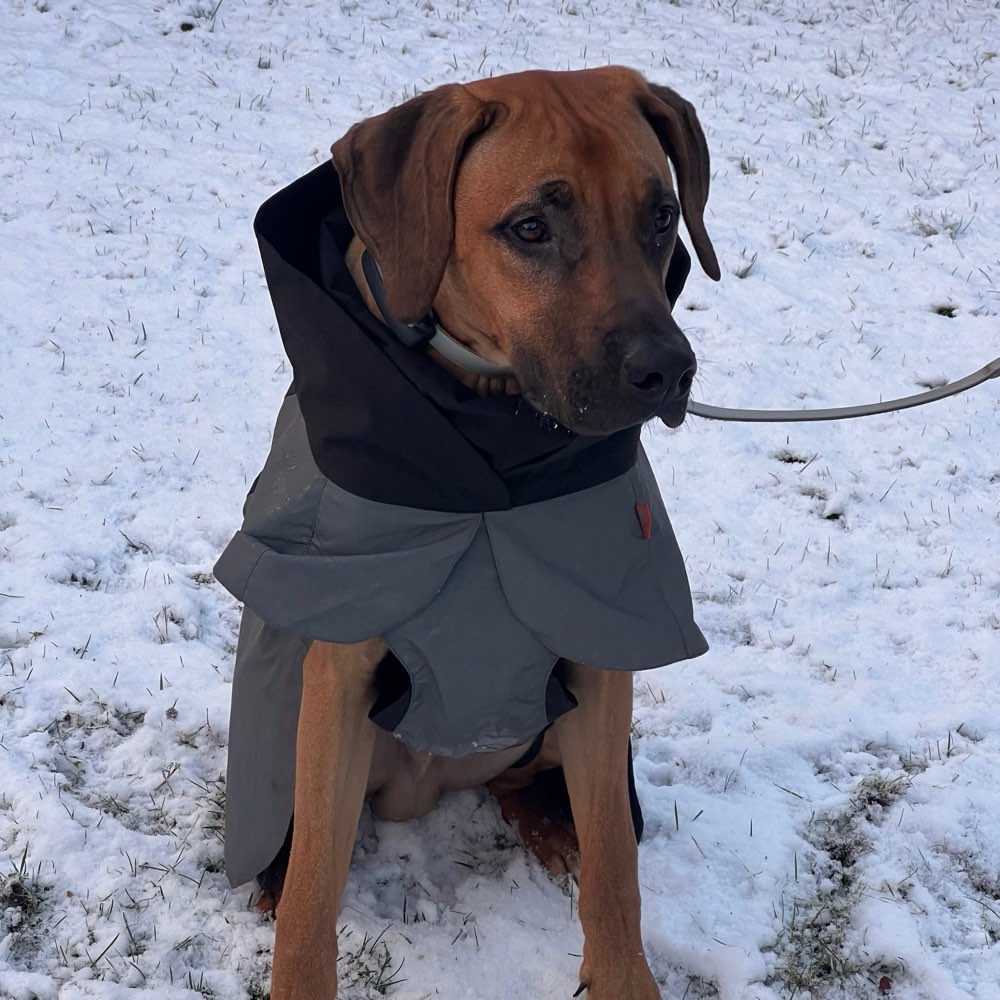 Hundetreffen-Suchen Trainingspartner-Profilbild