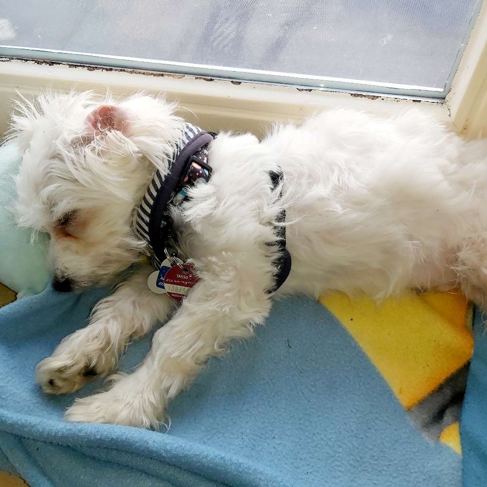 Hundetreffen-Welpenrunde spielende eschweiler-Profilbild