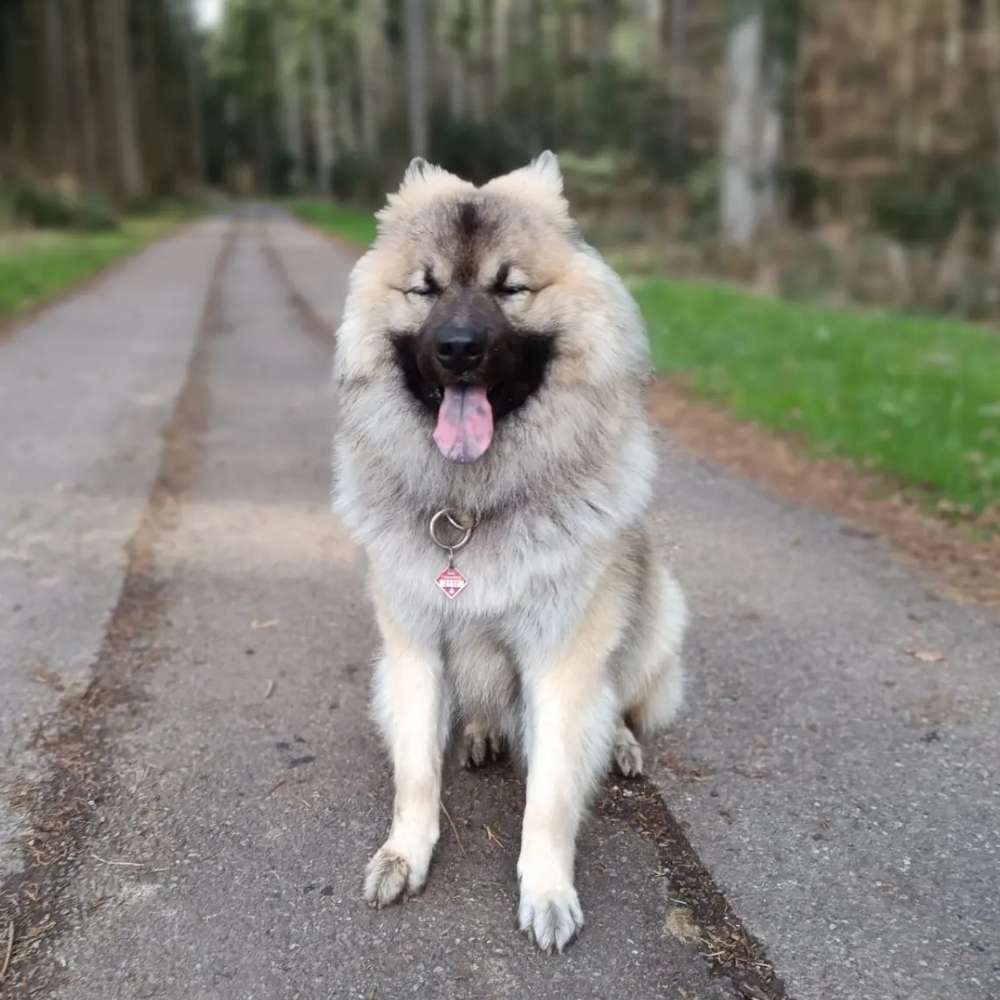 Hundetreffen-Spielkameraden gesucht-Profilbild