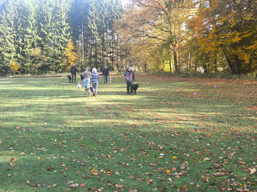 Hundetreffen-Hundetraining-Profilbild