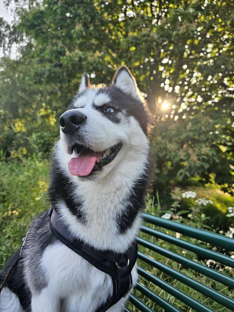 Hundetreffen-Spielkameraden gesucht-Profilbild