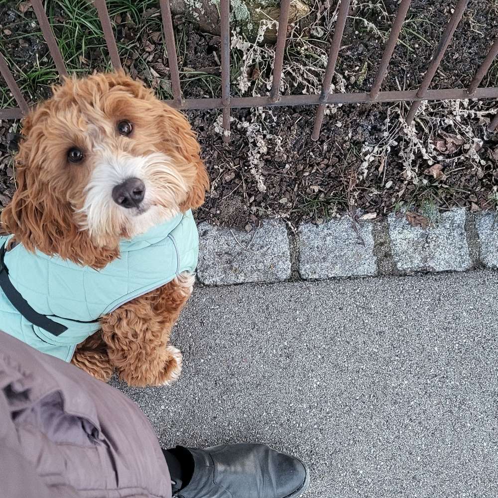 Hundetreffen-Spaziergang-Profilbild