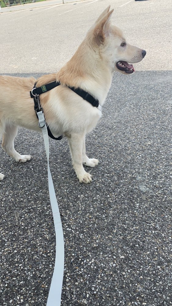 Hundetreffen-Gassi und spiel kameraden gesucht in wörth an der Isar-Profilbild