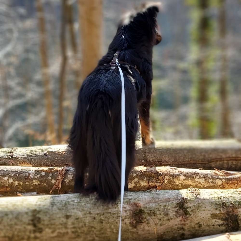 Hundetreffen-Abendliche Gassirunden-Profilbild