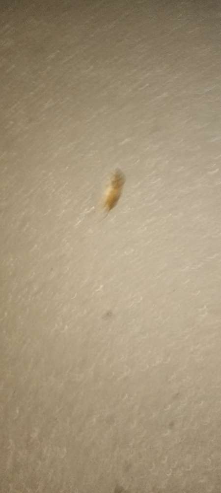 Giftköder-Tote Maus-Profilbild