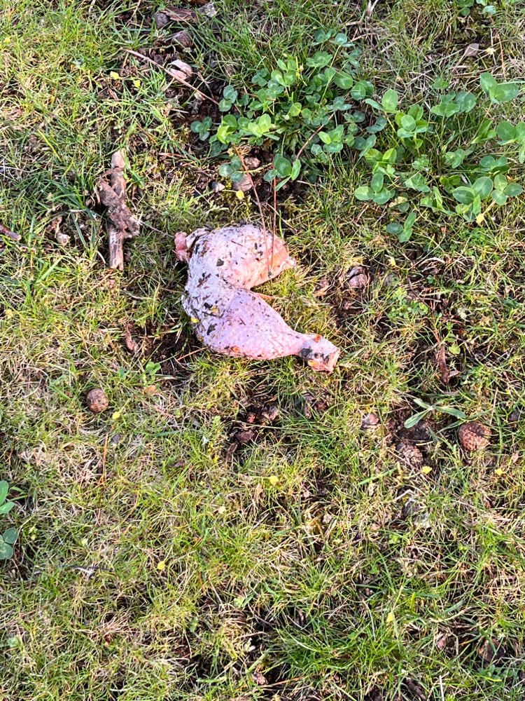 Giftköder-Rohe Hähnchenschenkel-Profilbild