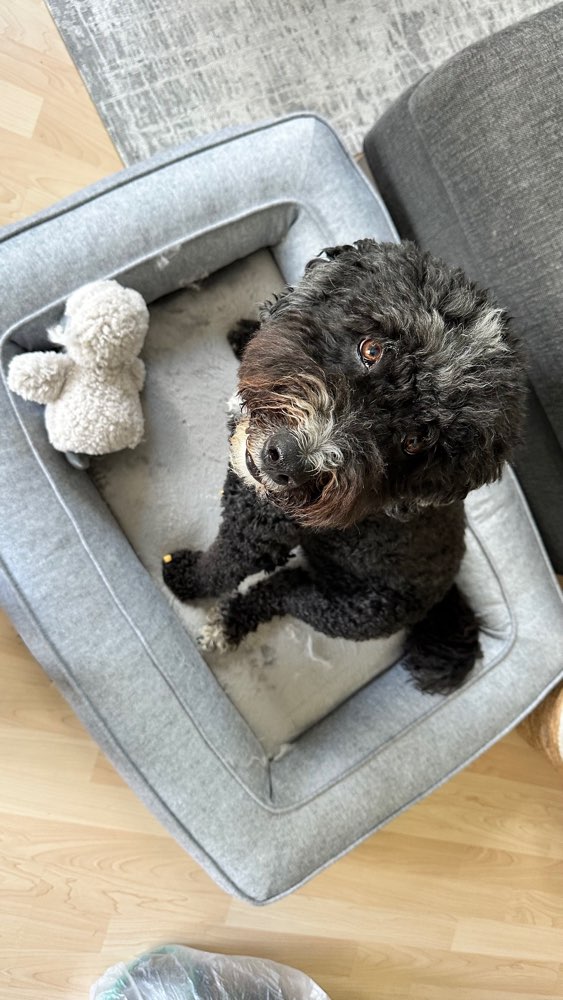 Hundetreffen-Gemeinsame Spaziergänge-Profilbild