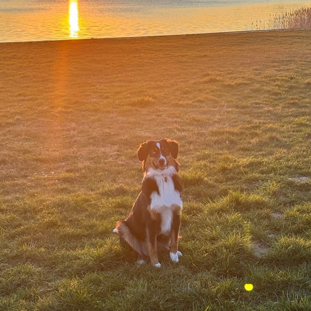 Hundetreffen-Spiele/Gassirunde mit Lucy-Profilbild