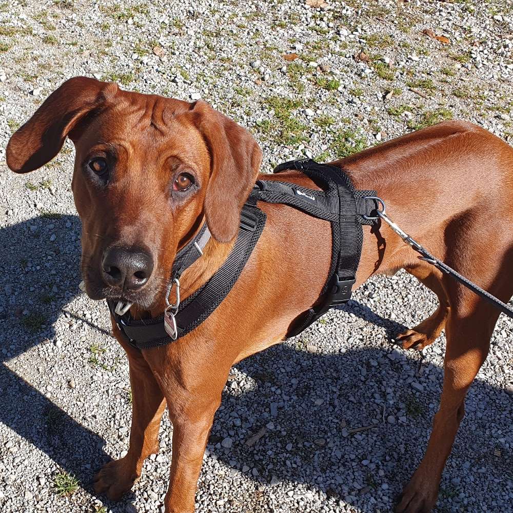 Hundetreffen-Gemeinsame Gassirunde-Profilbild