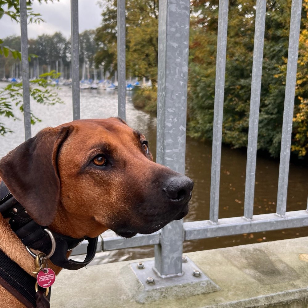 Hundetreffen-Spiel und Freilauf-Profilbild