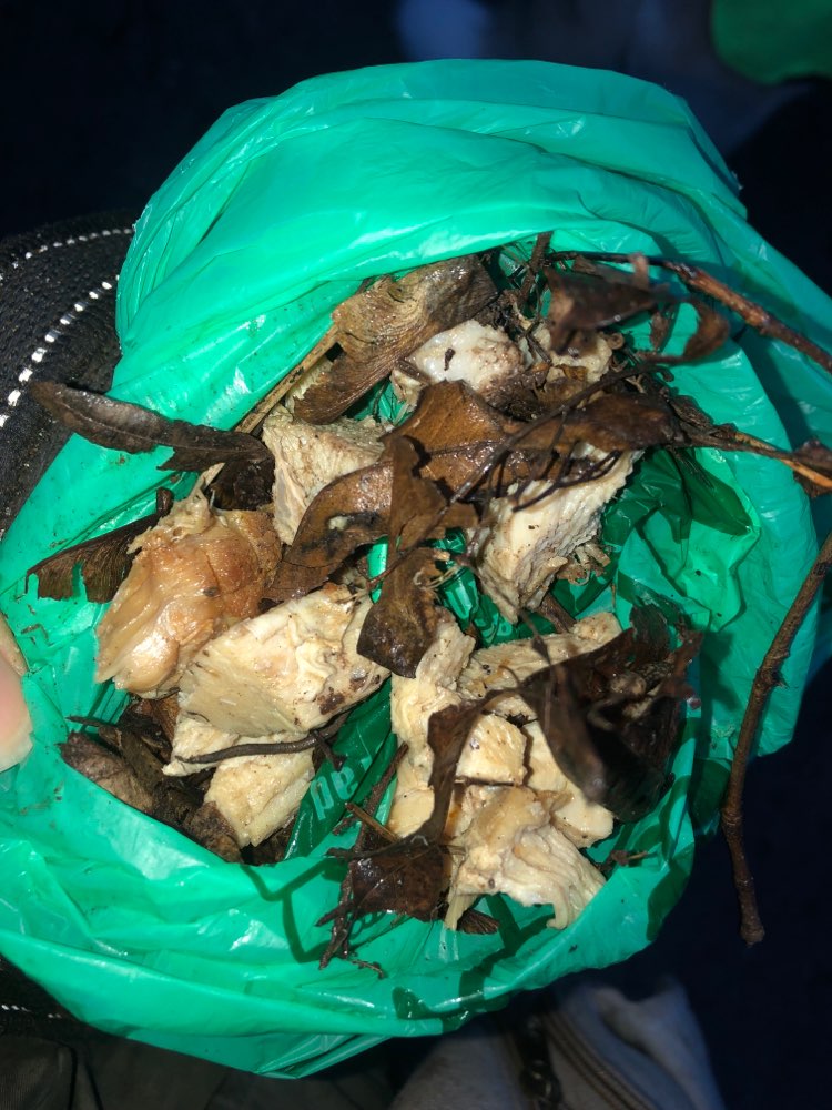 Giftköder-Ausgelegte Fleischstücke-Profilbild