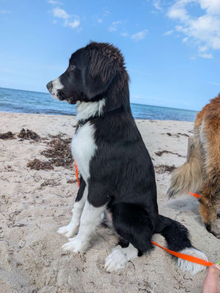 Hundetreffen-Emma sucht Spiel-Freunde-Profilbild