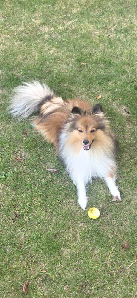 Hundetreffen-Mini Spieltreffen-Profilbild