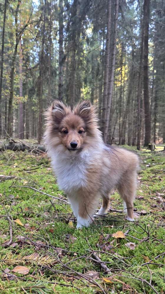 Hundetreffen-Mini Spieltreffen-Profilbild