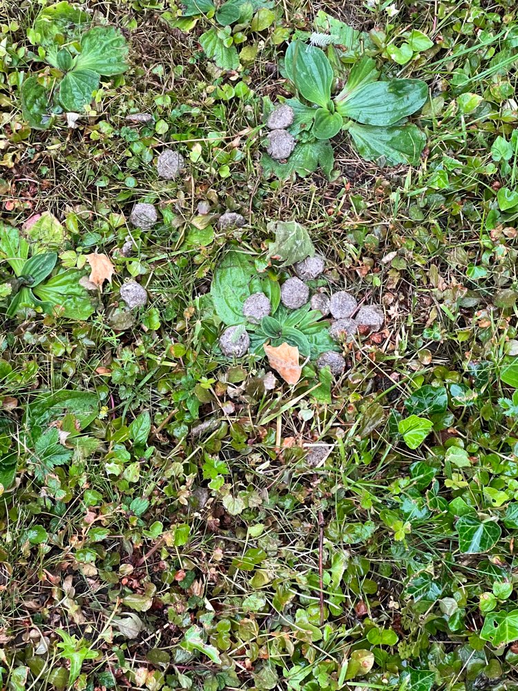 Giftköder-Evtl. Giftköder-Profilbild