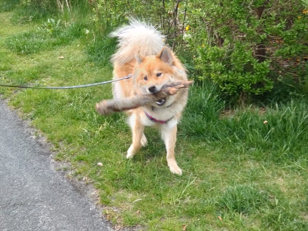 Hundetreffen-Hundefreunde gesucht-Profilbild