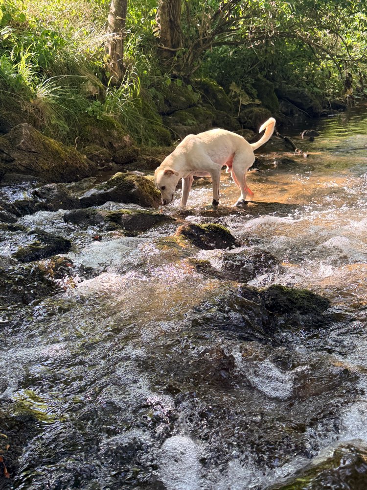 Hundetreffen-🐾 Lust auf gemeinsame Gassirunden? 🐾-Profilbild
