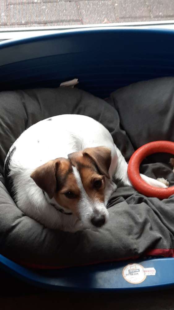 Hundetreffen-Gassi runde-Profilbild