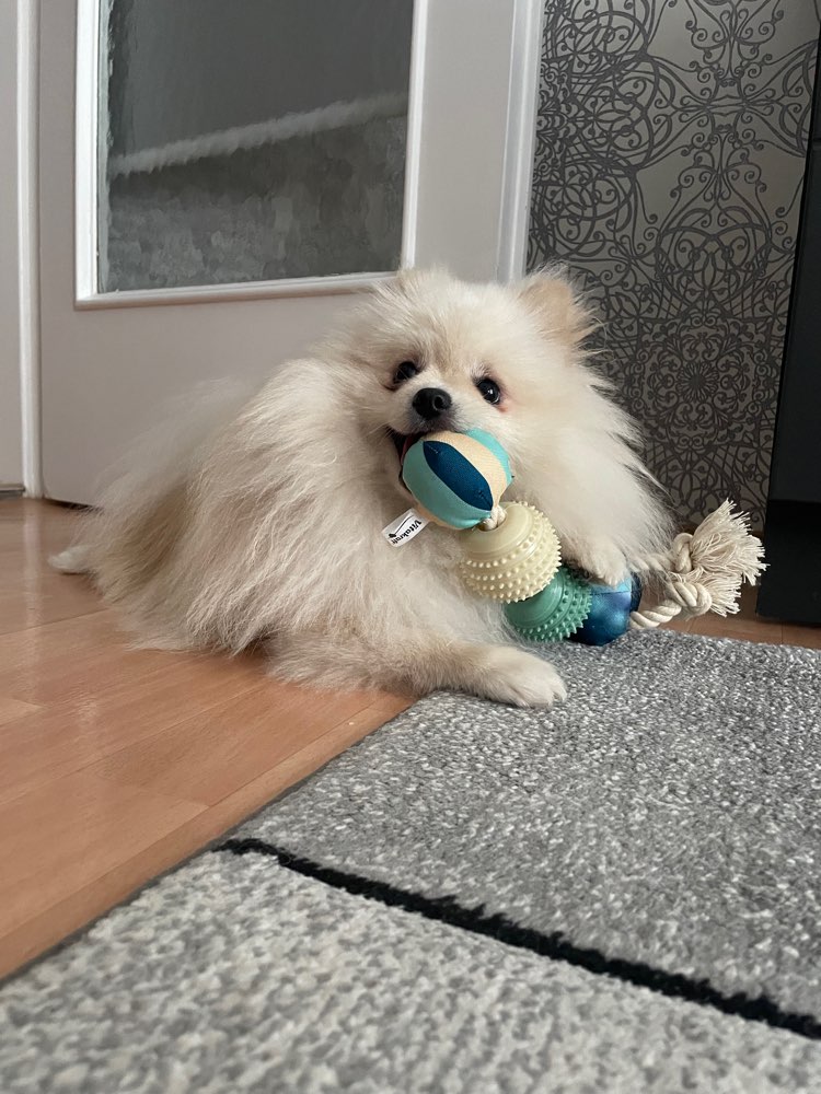 Hundetreffen-Treffen zum Spielen oder gemeinsames spazieren gehen-Profilbild