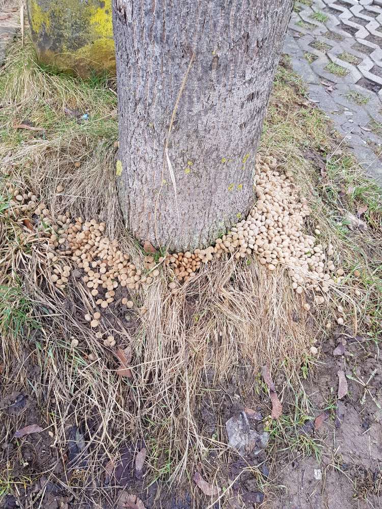Giftköder-Trockenfutter verstreut-Profilbild