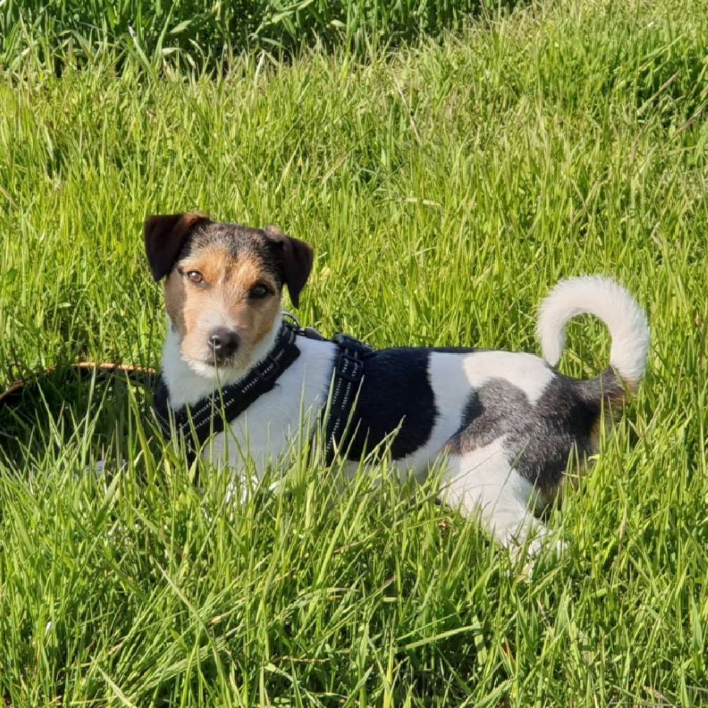 Hundetreffen-Person Russel Terrier  zum Austausch  eventuell  für spaziergänge-Profilbild