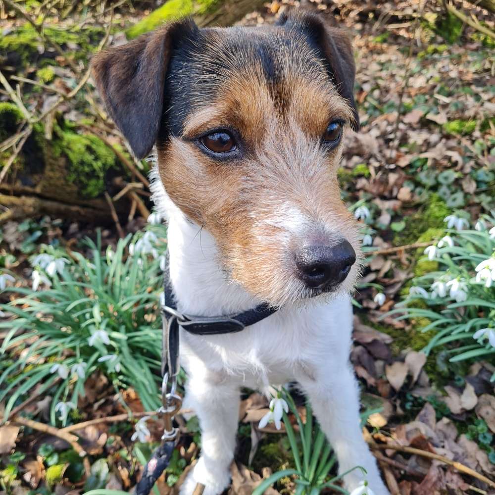 Hundetreffen-Gassi runde-Profilbild