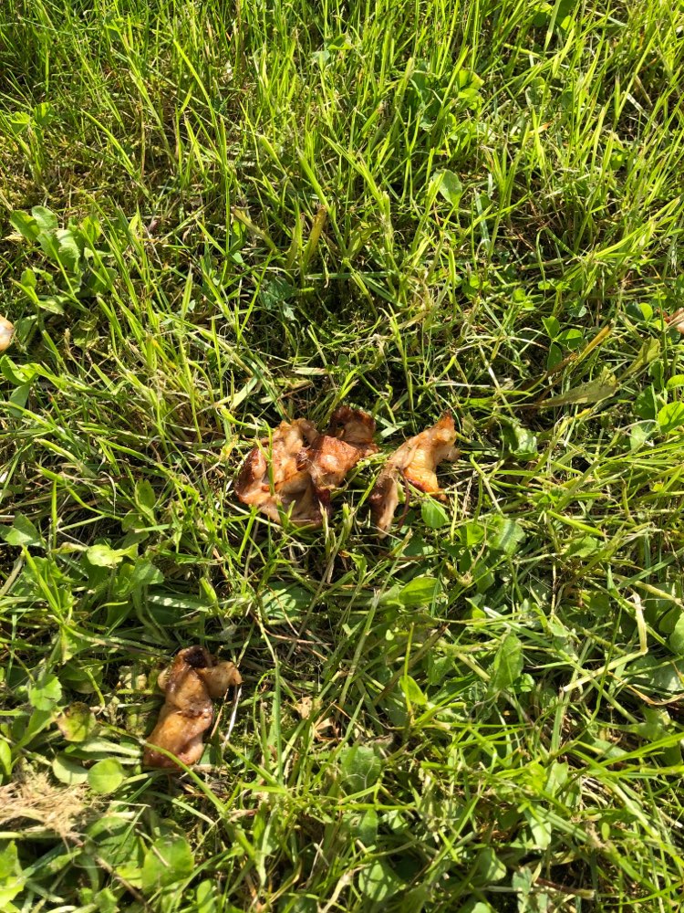 Giftköder-Hähnchenreste mit Knochenstücken!-Profilbild