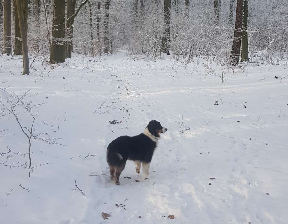 Hundetreffen-Hunderunde-Profilbild